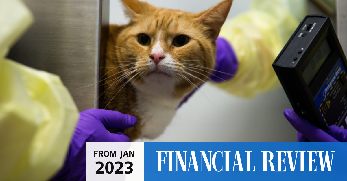 Pet surgery lifechanging operations for your beloved cat or dog, but at what cost?